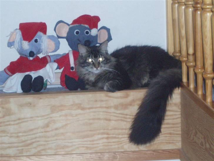 Maine Coon Charlis billede 5