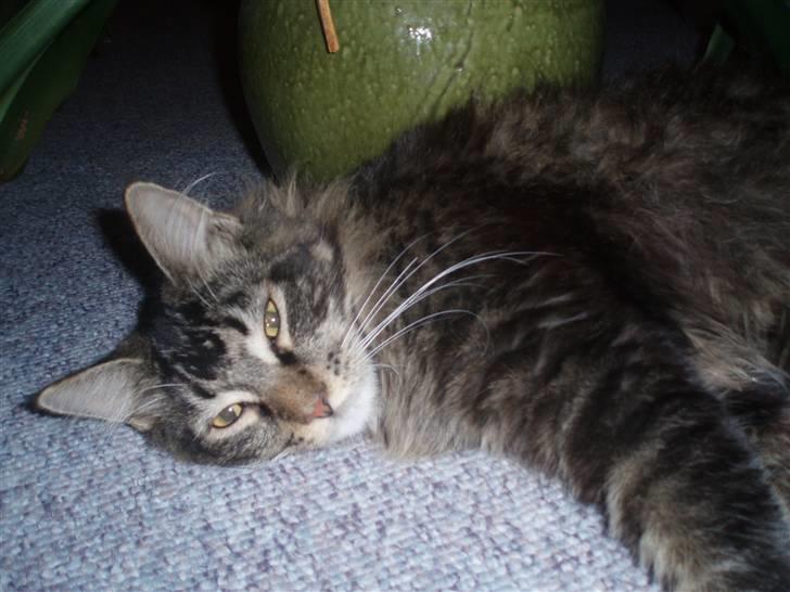 Maine Coon Charlis billede 6