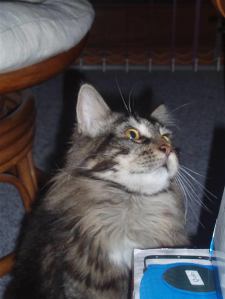 Maine Coon Charlis billede 7