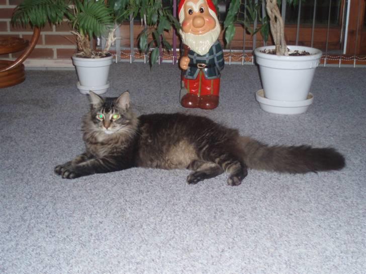 Maine Coon Charlis billede 8