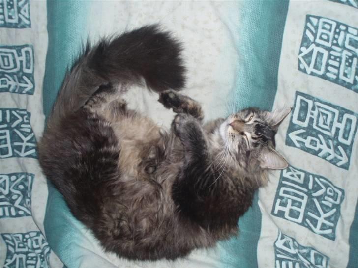 Maine Coon Charlis billede 9