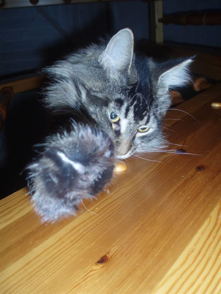 Maine Coon Charlis billede 10