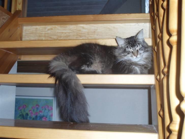 Maine Coon Charlis billede 11