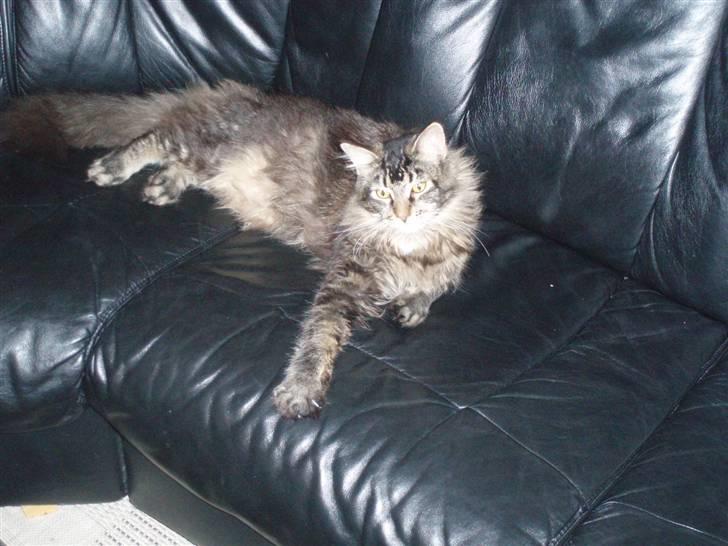Maine Coon Charlis billede 12