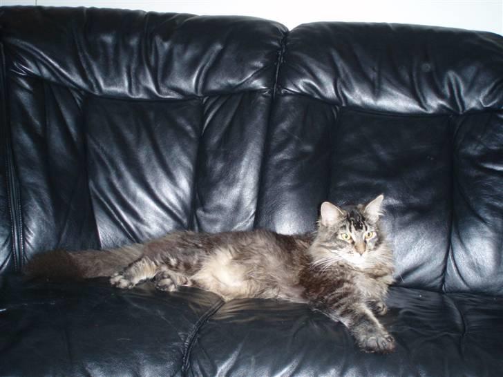 Maine Coon Charlis billede 13