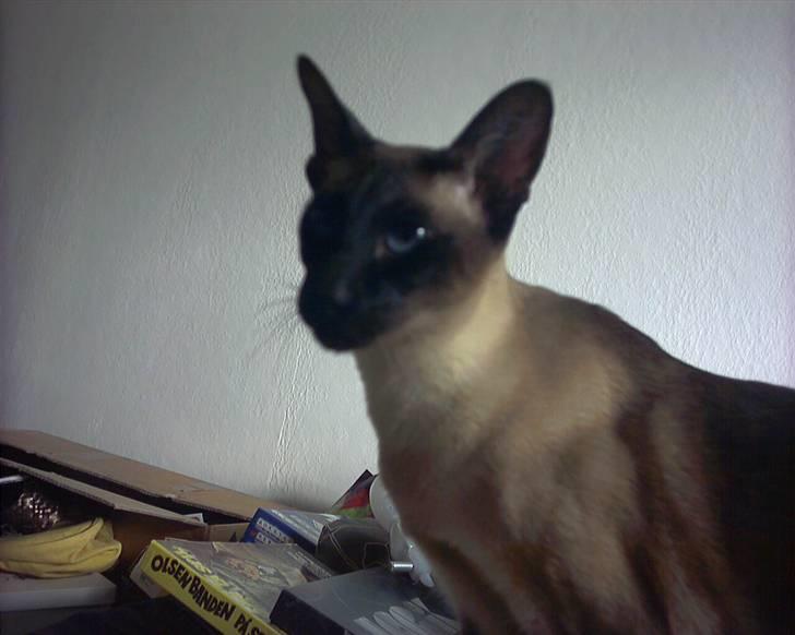 Siameser - DK Hancock's Charlie - Charliiie minder meget om emil fra lønneberg. laver ALTID ballade selvom det er godt ment ;s billede 2