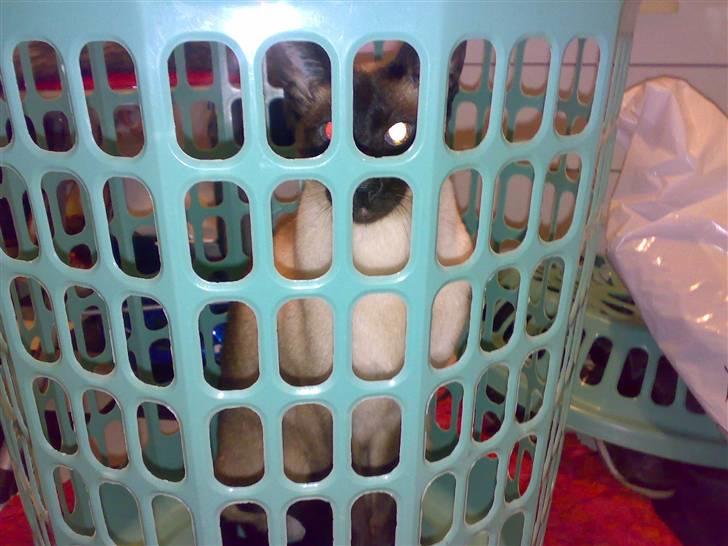 Siameser - DK Hancock's Charlie - borte borte, tit tit. her er jeg. endelig fandt du mig ;p billede 10