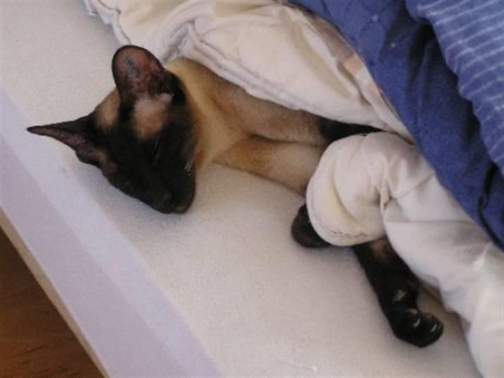 Siameser - DK Hancock's Charlie - Jeg elsker at sove, og helst under en varm dyne. billede 11