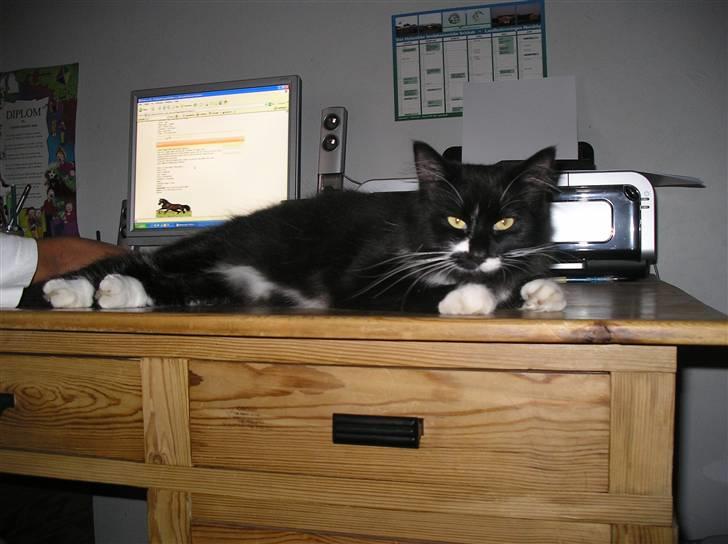 Blanding af racer Soffi - Så blev jeg 13 mdr. billede 18