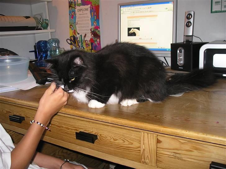 Blanding af racer Soffi - Ja og her er jeg fra en anden vinkel, men stadig 13 mdr. billede 19