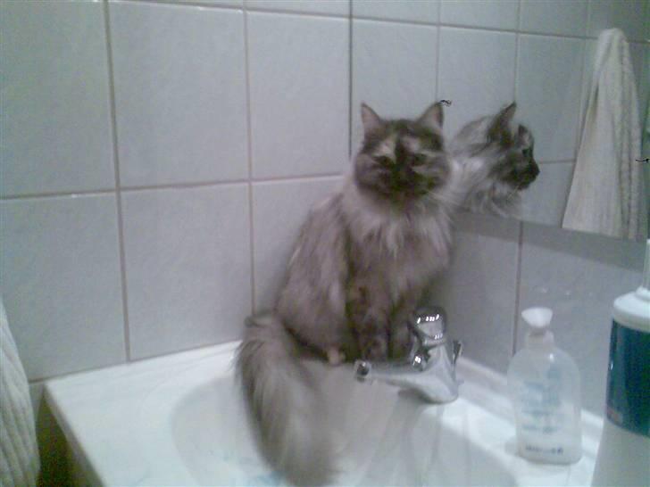 Maine Coon Fnuggi er " DØD 2009" billede 19