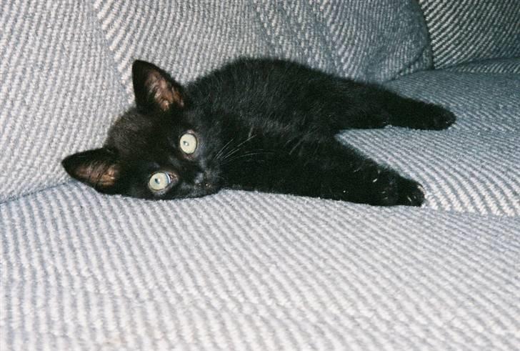 Blanding af racer Fister himmelkat - Baby Fister på 5 uger billede 7