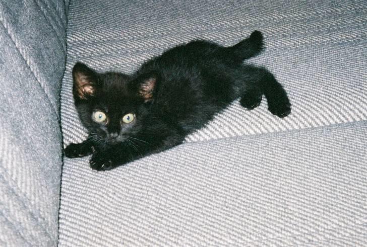 Blanding af racer Fister himmelkat - Baby fister  billede 8