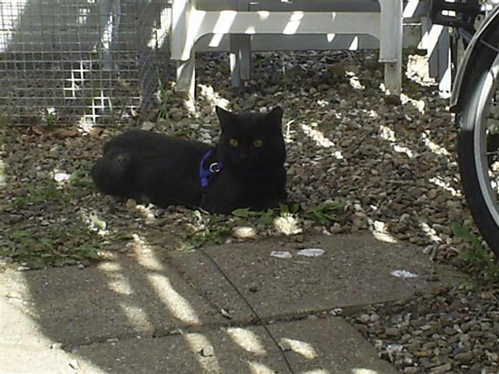 Blanding af racer Fister himmelkat - Ude i sommers billede 9