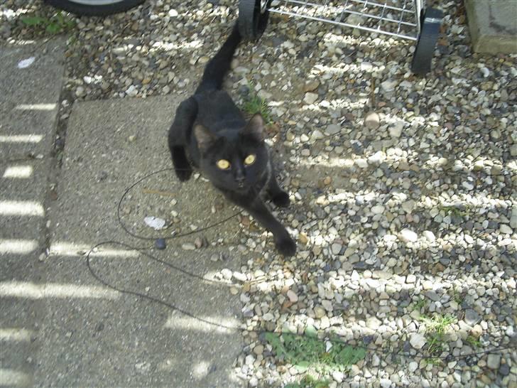 Blanding af racer Fister himmelkat - Lækkert at være med mor ude :) billede 10