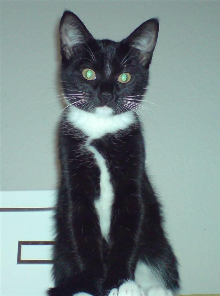 Huskat Bambi -flyttet pr 16/4-08 - Så fint kan hun også sidde ;o) billede 1