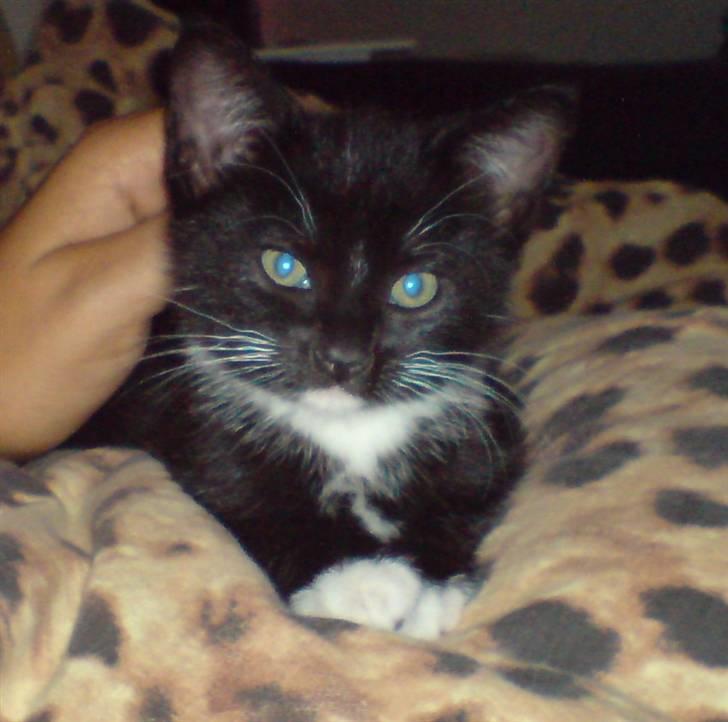 Huskat Bambi -flyttet pr 16/4-08 - så lækker er hun når hun "slapper" billede 2