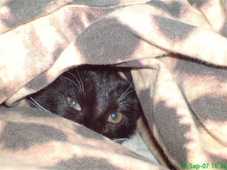 Huskat Bambi -flyttet pr 16/4-08 - man kan næsten ikke se hende billede 3