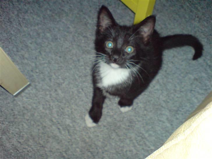 Huskat Bambi -flyttet pr 16/4-08 - smuk og majestætisk ;o) billede 4