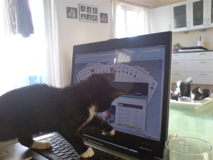 Huskat Bambi -flyttet pr 16/4-08 - bambi elsker at lege med "musen"...;o) billede 5