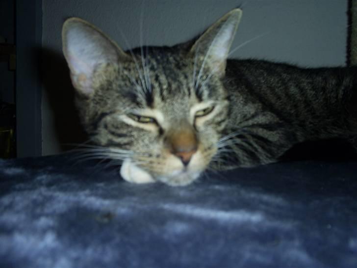 Huskat My Himmelkat ?? - putter på hendes plads billede 8