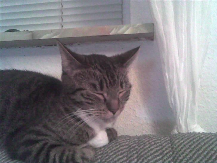 Huskat My Himmelkat ?? - Ja der kan man jo os sove billede 9