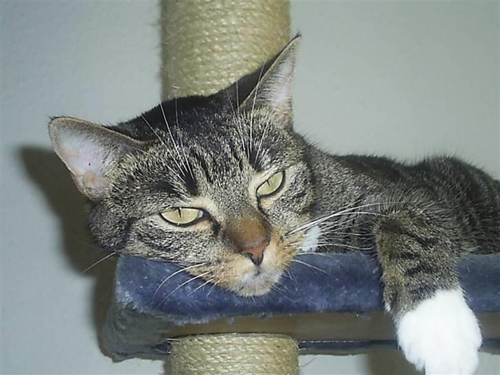 Huskat My Himmelkat ?? - Hænger lige ud billede 10