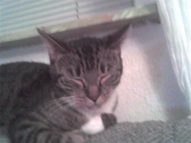 Huskat My Himmelkat ?? - Sover igen igen :) billede 11