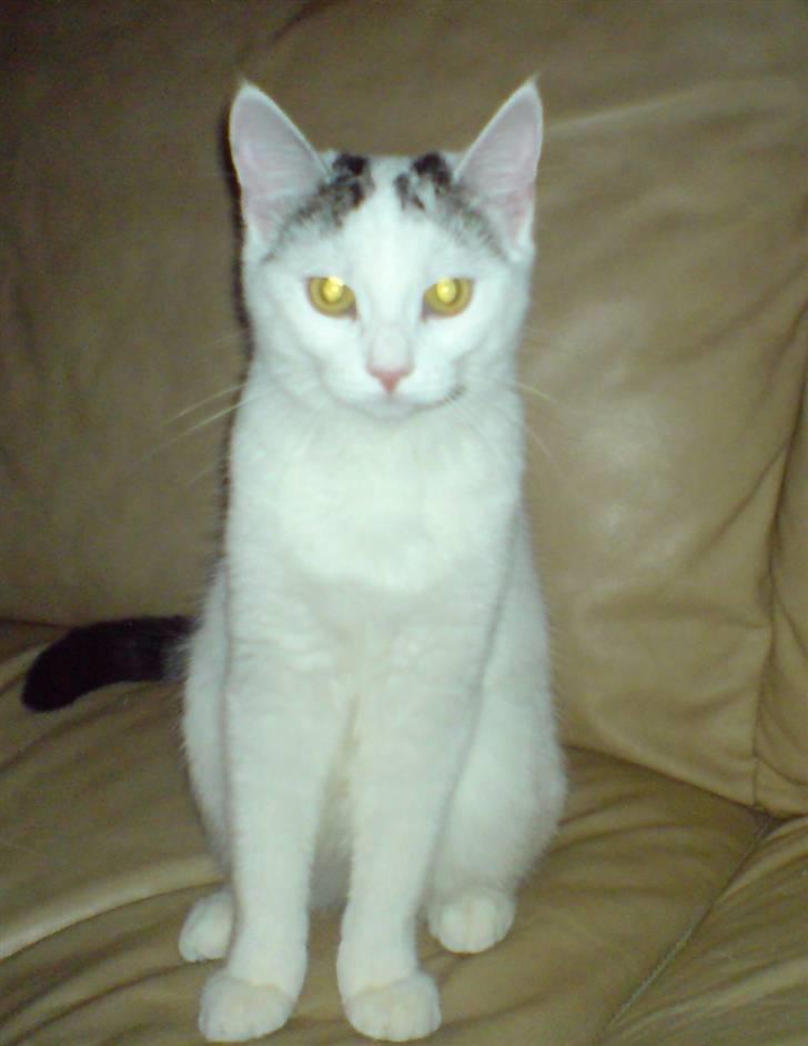 Huskat Chili -flyttet pr 16/4-08 - Så fin... billede 1