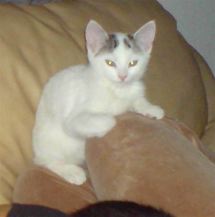 Huskat Chili -flyttet pr 16/4-08 - Baby Chili billede 2