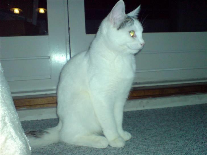 Huskat Chili -flyttet pr 16/4-08 - Meget statue-agtig...;o) billede 3