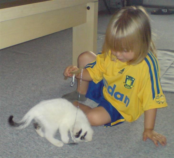 Huskat Chili -flyttet pr 16/4-08 - Lille Chili og lille Emma billede 4