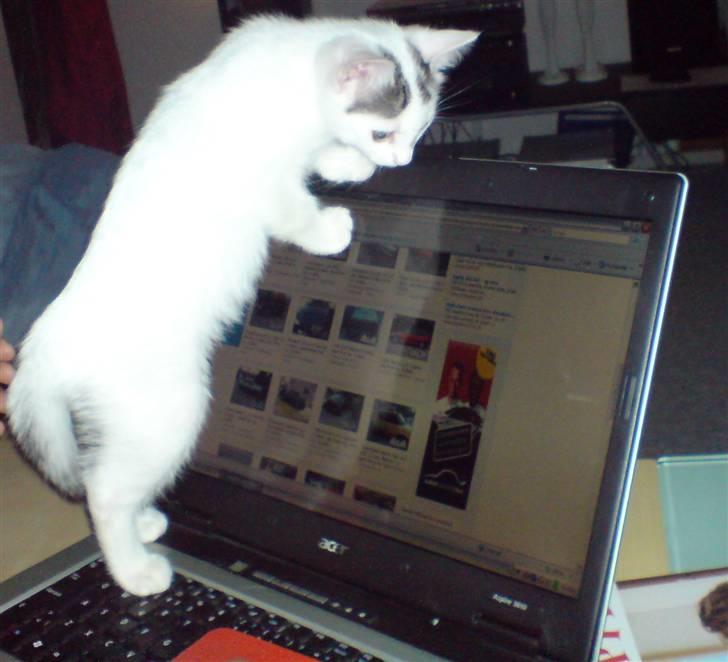 Huskat Chili -flyttet pr 16/4-08 - Chili leger også med ved computeren. billede 5