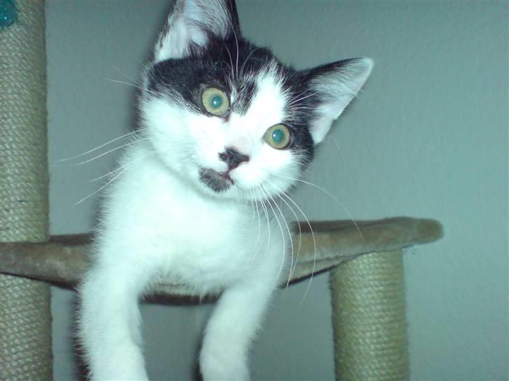 Huskat Kenzo - flyttet pr. 31/3 - Altid nysgerrige Kenzo billede 1