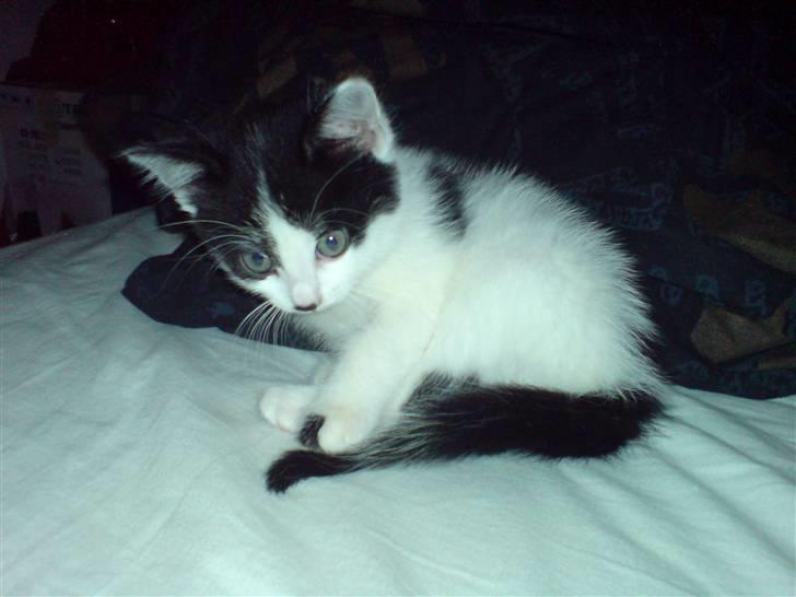 Huskat Kenzo - flyttet pr. 31/3 - Kenzo kun 7 ½ uge gammel billede 2