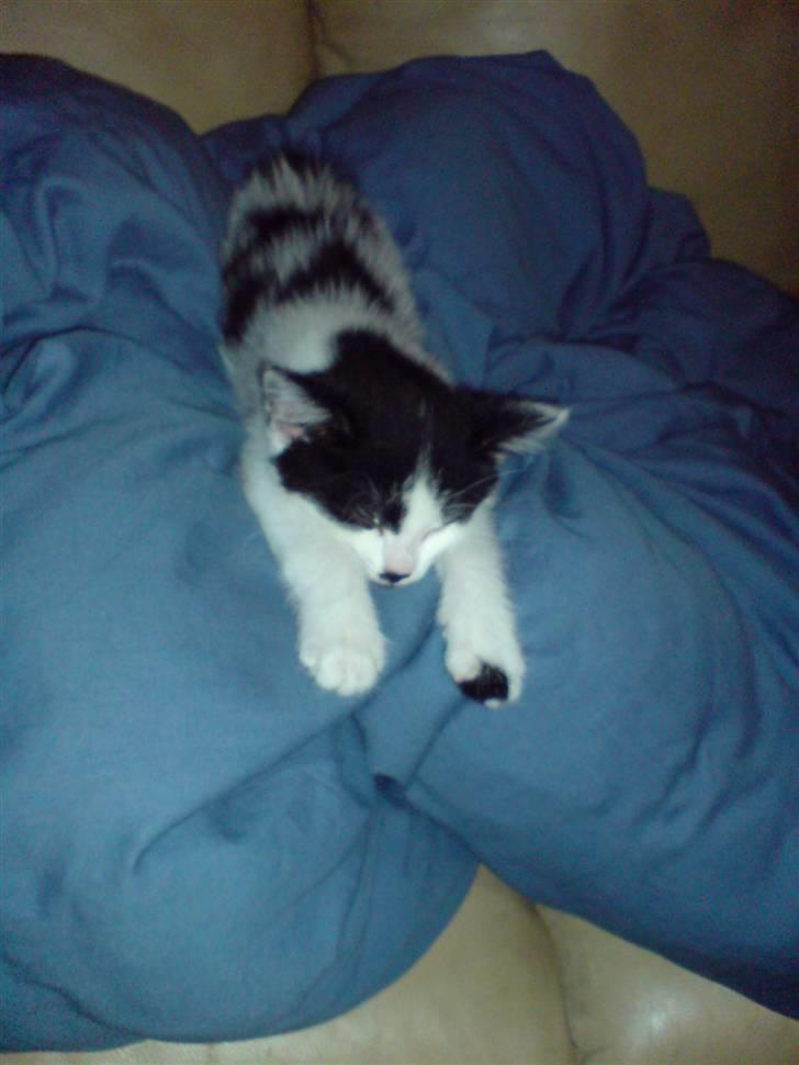 Huskat Kenzo - flyttet pr. 31/3 - en lille lur i dynen billede 4