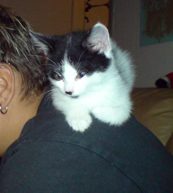 Huskat Kenzo - flyttet pr. 31/3 - en lur på mors skulder/nakke ;o) billede 5