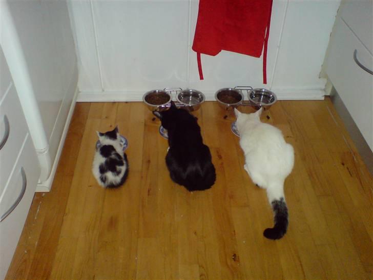 Huskat Kenzo - flyttet pr. 31/3 - Første gang alle 3 katte spiste på samme tid og i samme rum ;oD En stor dag...;o) billede 6