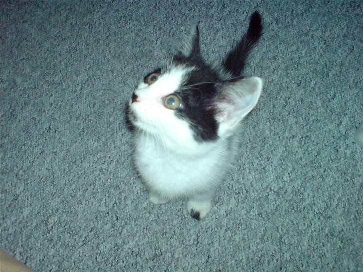 Huskat Kenzo - flyttet pr. 31/3 - Lækker misser...;o) billede 7