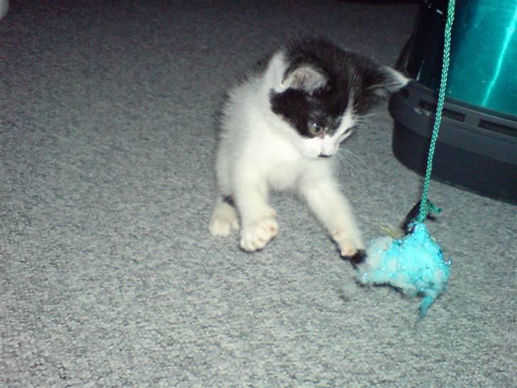 Huskat Kenzo - flyttet pr. 31/3 - Kenzo elsker alt legetøj...;o) billede 8