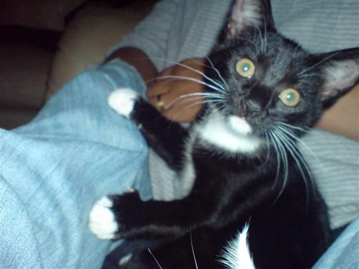 Huskat Bambi -flyttet pr 16/4-08 - aften-hygge i sofaen...;o) billede 8