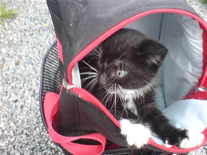 Huskat Bambi -flyttet pr 16/4-08 - Bambi som helt lille, her er hun lige blevet hentet...;o) billede 9