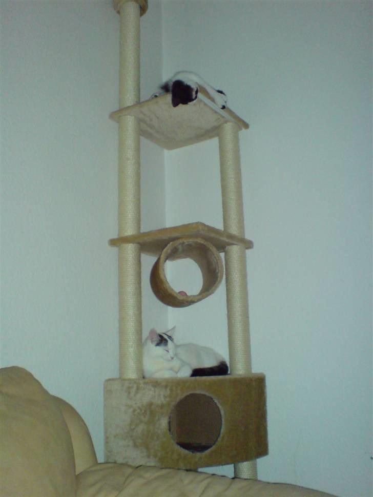 Huskat Chili -flyttet pr 16/4-08 - Dejligt med nyt legetøj billede 6