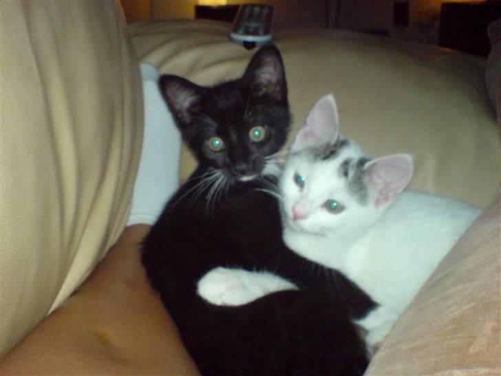 Huskat Chili -flyttet pr 16/4-08 - Chili og Bambi var de bedste venner helt fra start billede 7