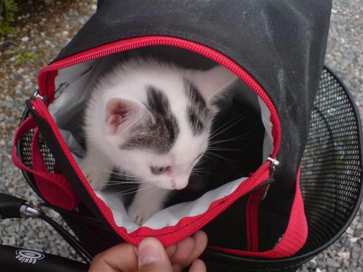 Huskat Chili -flyttet pr 16/4-08 - En lille nysgerrig Chili billede 8