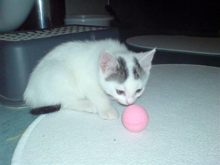 Huskat Chili -flyttet pr 16/4-08 - Århhh hun var lille..;o) billede 9