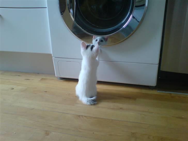 Huskat Chili -flyttet pr 16/4-08 - Meget skræmmende med et spejl-billede i vaskemaskinen...;o) billede 10
