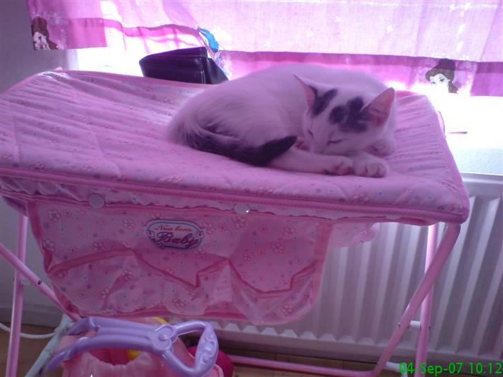 Huskat Chili -flyttet pr 16/4-08 - Yndlings-stedet er Emma´s værelse...;o) billede 11