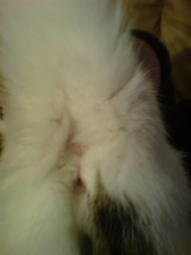 Huskat Chili -flyttet pr 16/4-08 - HJÆLP !!!! Er Chili en han eller en hun?! billede 12