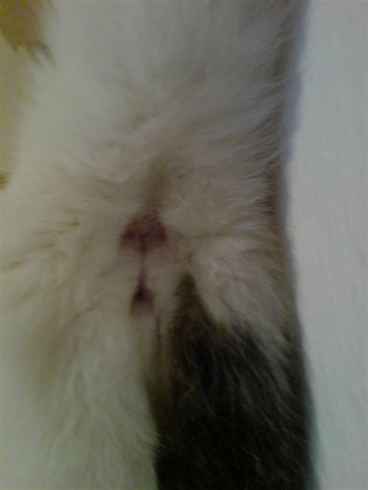 Huskat Chili -flyttet pr 16/4-08 - HJÆLP !!!! Er Chili en han eller en hun?! billede 13